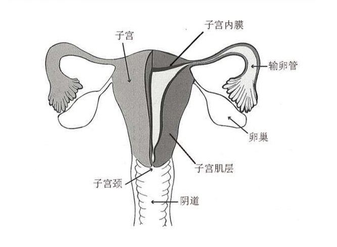 子宫内膜环境还会影响泰国试管婴儿移植成功率?